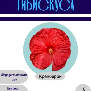 Гибискус травянистый семена 10 штук