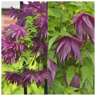 Княжик Purple Surprise(Фиолетовый сюрприз)